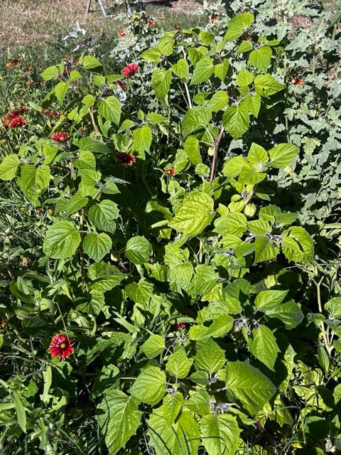 Leafy herb bed in a Phoenix garden
