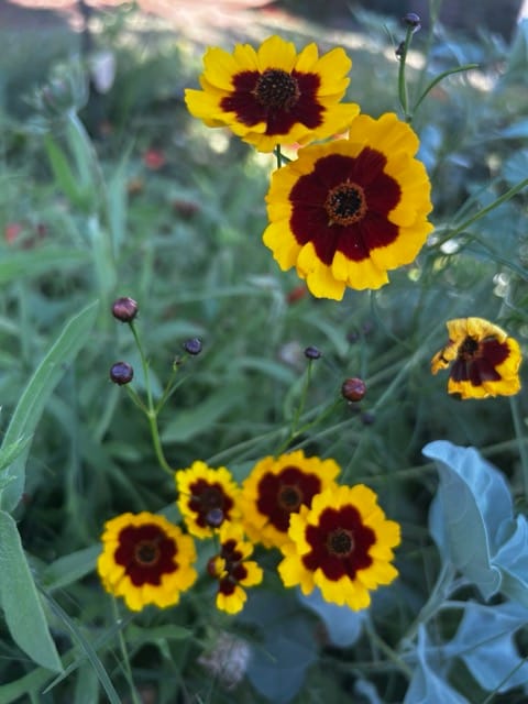 Red and yellow blanket flowers in bloom