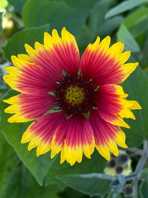 Red and yellow blanket flower close-up