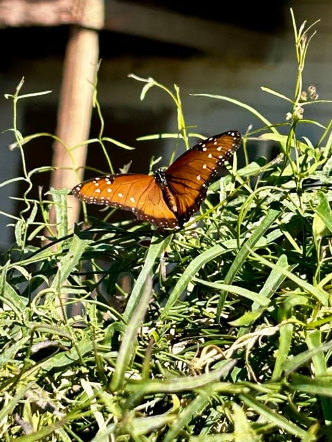 Butterfly resting on dried garden seed heads