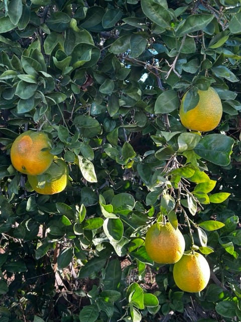 Citrus fruit ripening on a backyard tree