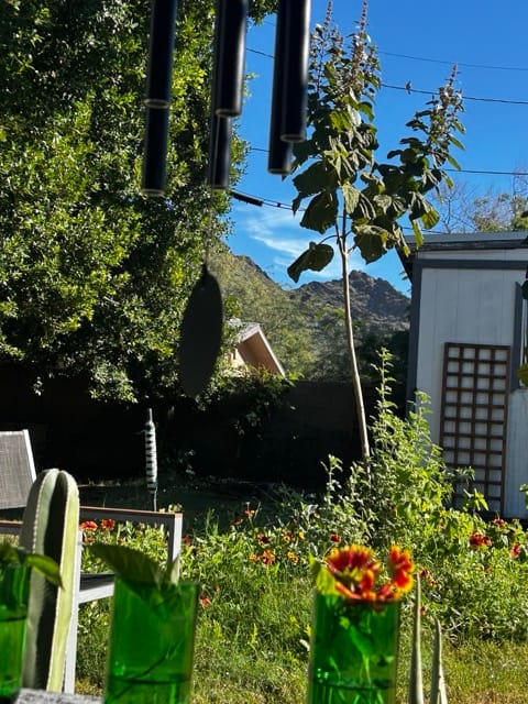 Backyard citrus tree and garden gate