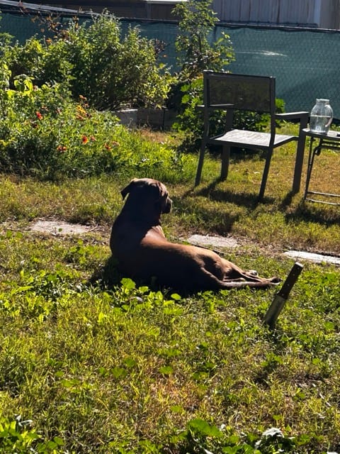 Dog lying in a sunny garden lawn