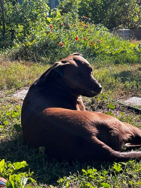 Dog resting on grass near a backyard path