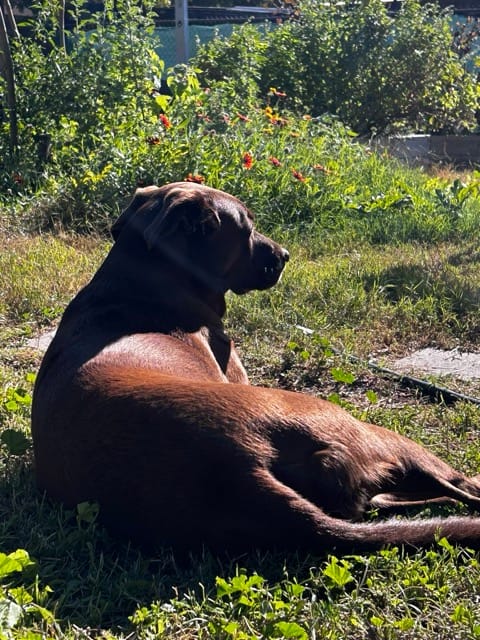 Dog sunbathing in a Phoenix backyard