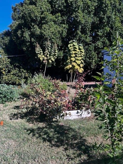 Mixed desert shrubs and garden beds in the yard