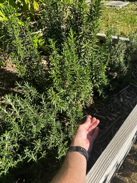 Hand reaching toward a tall herb plant