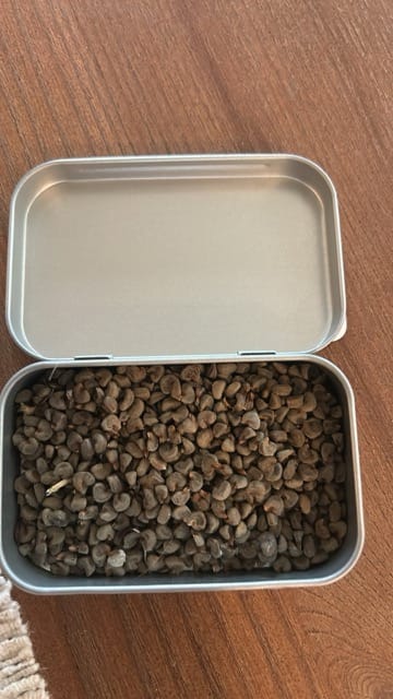 Container filled with saved garden seeds