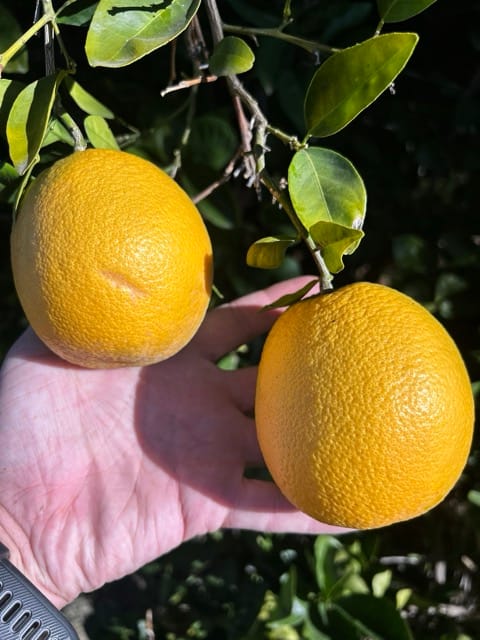 Yellow citrus fruit on a tree branch