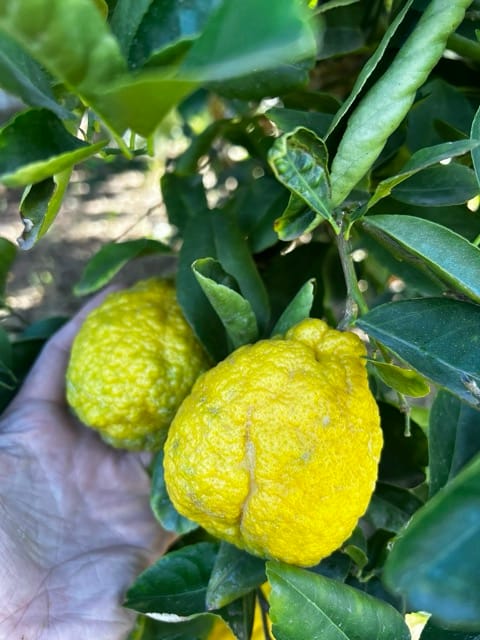 Bumpy green citrus fruit on a branch