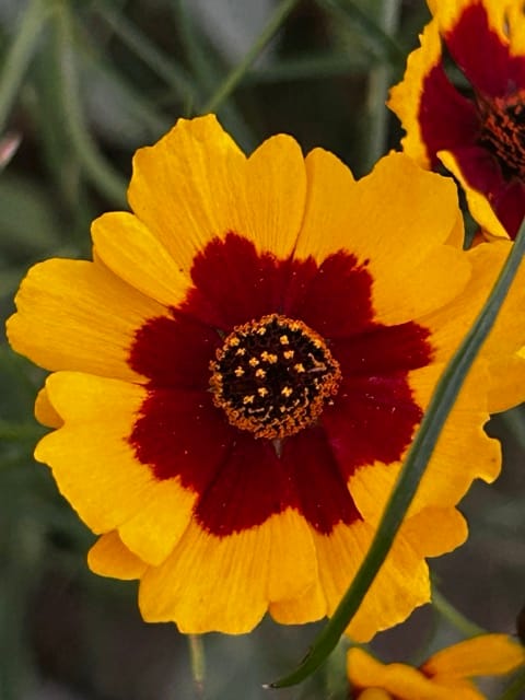 Yellow and red desert flower close-up