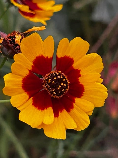 Close-up yellow and red desert flower bloom