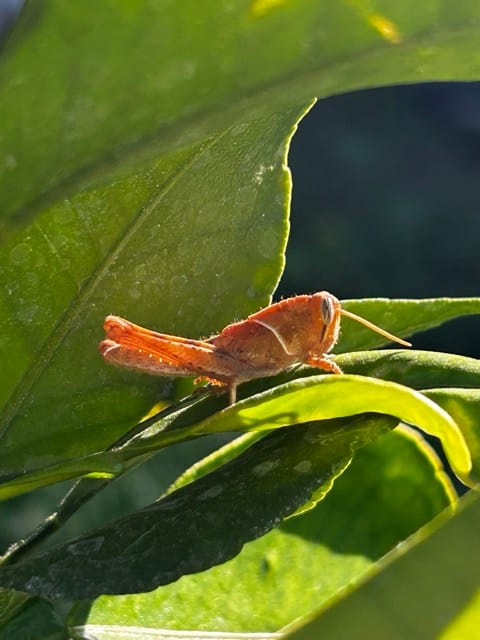 Dragonfly perched on a plant stem