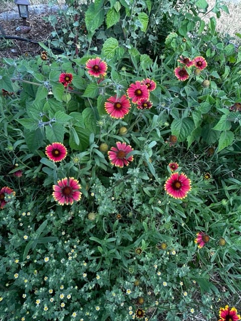 Pink blanket flowers blooming in the garden