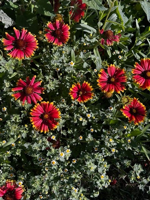 Red blanket flowers blooming in the garden