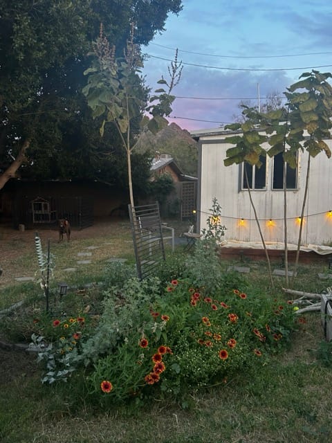 Misty backyard garden bed in morning light