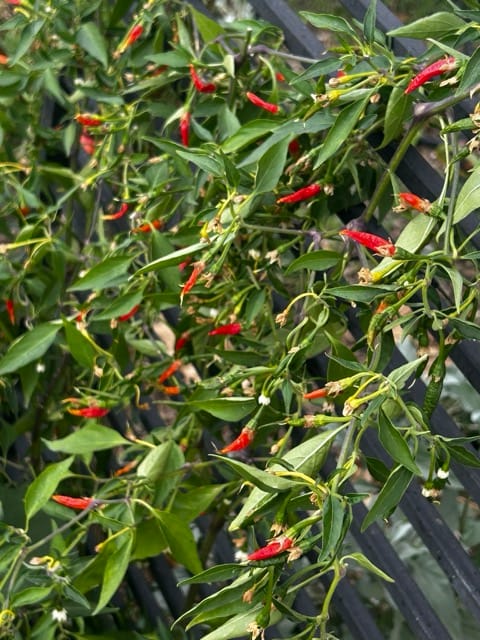 Red peppers ripening on a garden plant