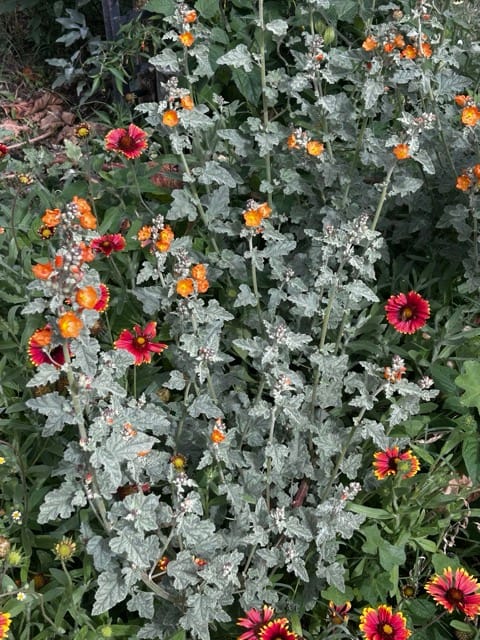 Red flowers blooming in silver garden foliage