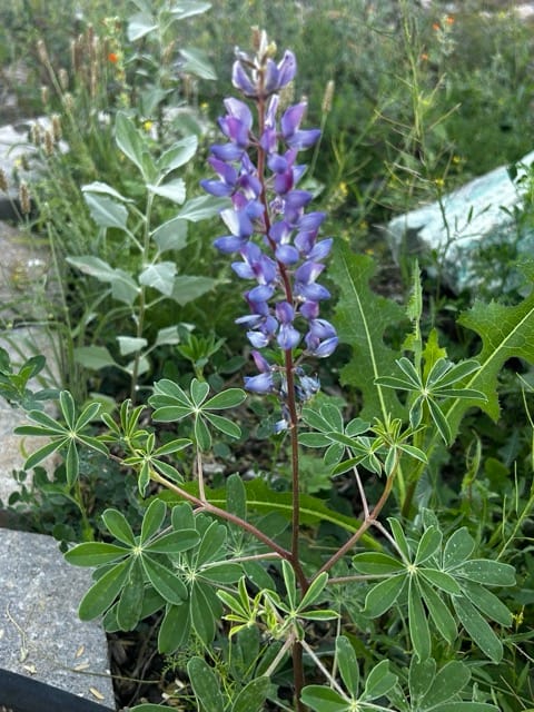 Purple flower spike with garden foliage