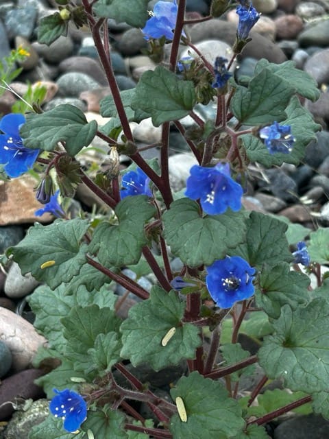 Blue flowers blooming on a trailing vine