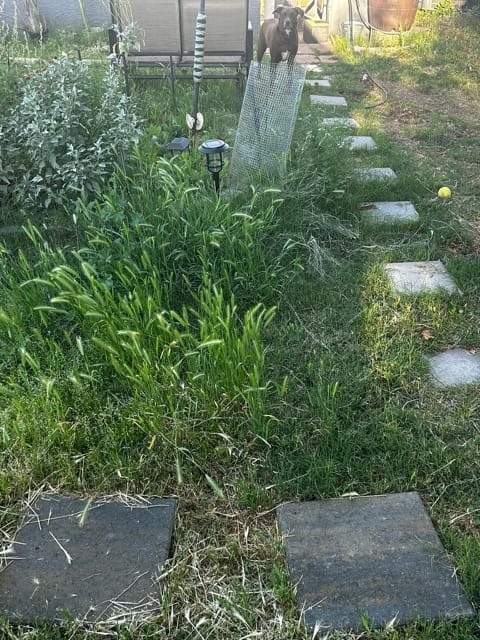 Green groundcover in a raised garden bed