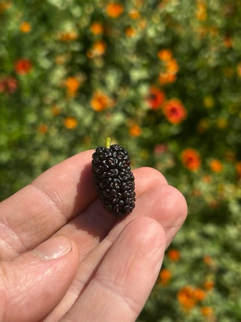 Blackberry held in hand