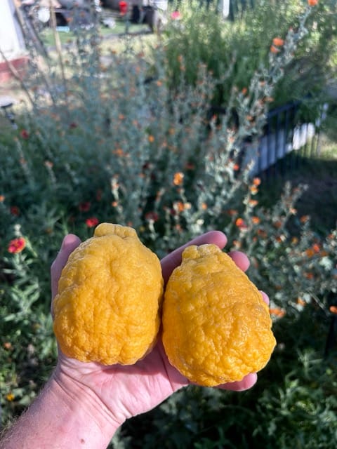 Two yellow quinces from a backyard harvest