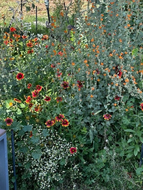 Red flowers and gray-green leaves in the garden