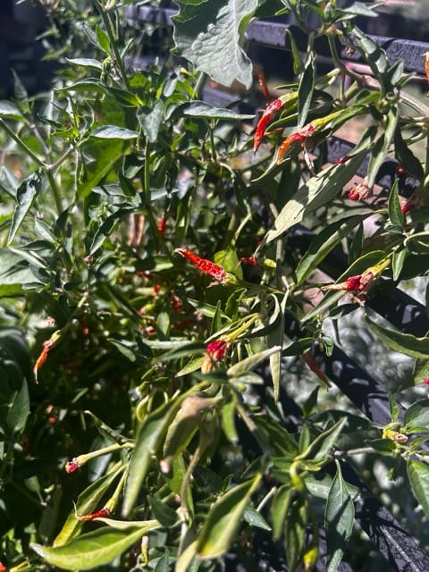 Pomegranate fruit cluster on a branch
