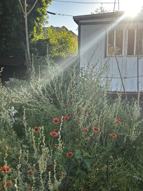 Ornamental grass and white wall in the backyard