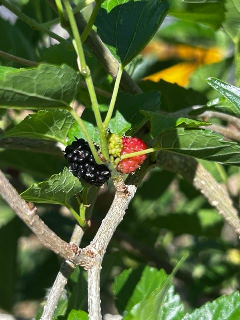 Blackberry ripening on a branch