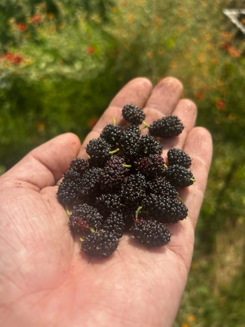 Hand holding fresh blackberries from the garden