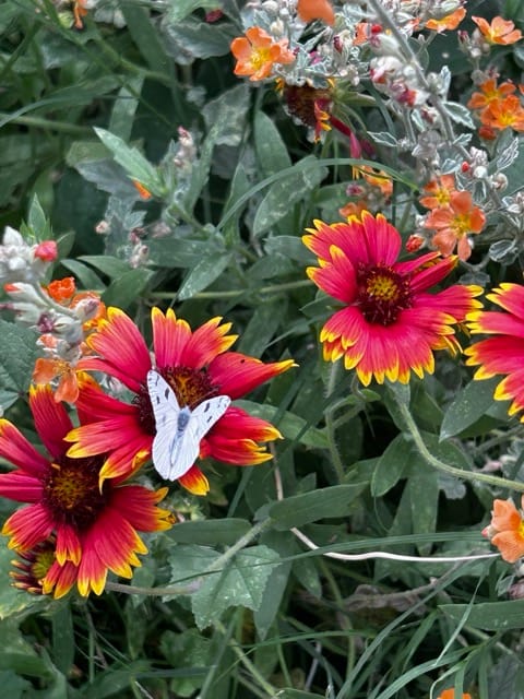 Red and yellow blanket flowers in a garden bouquet