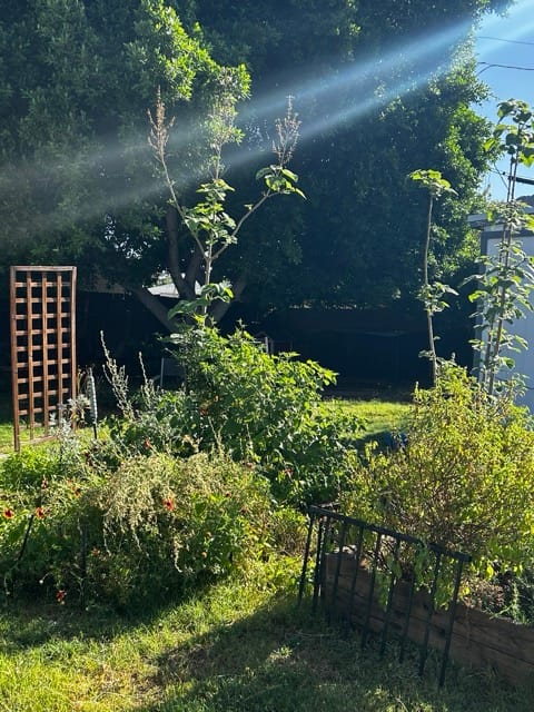 Tall green hedge and desert garden planting