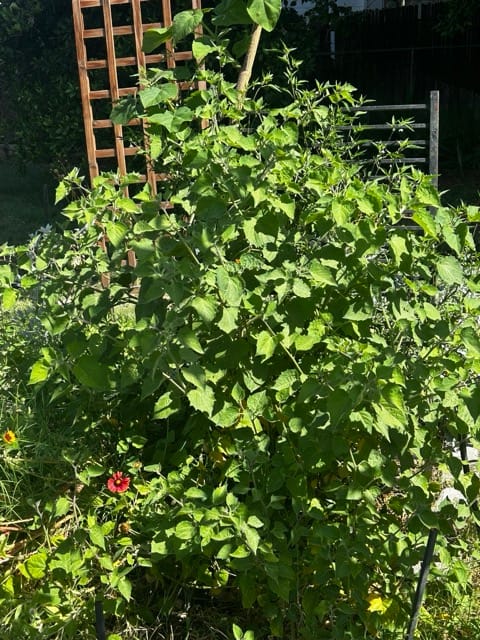 Dense green herb bed in a backyard garden