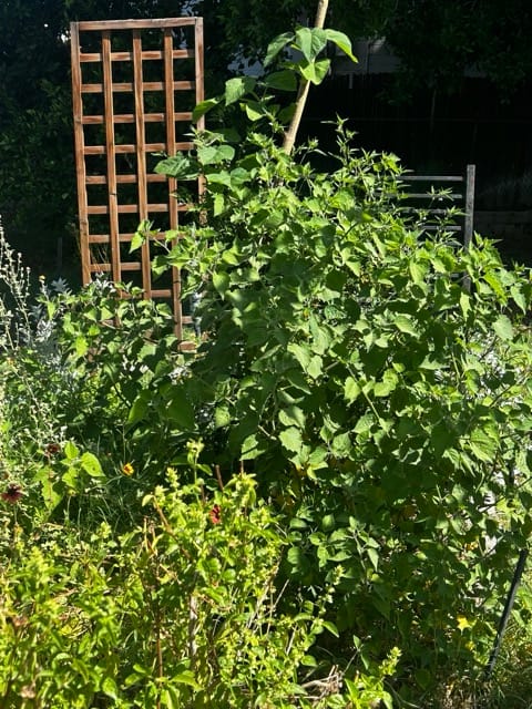 Tomato plants growing on a trellis