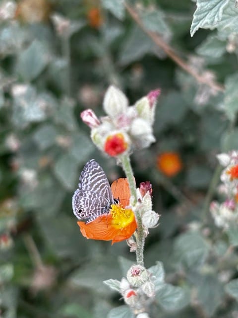 Small white and orange wildflowers close-up