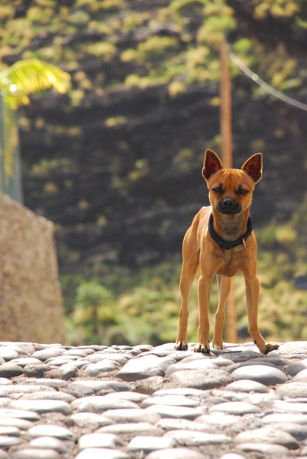 black dog standing outdoors in Gran Canaria