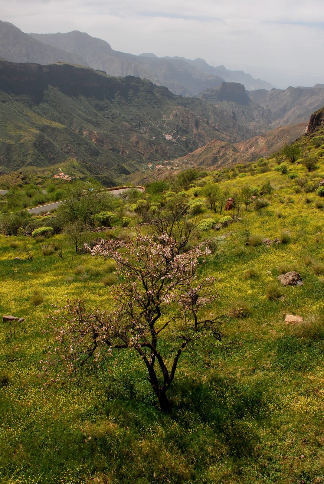 vertical mountain hillside landscape in Gran Canaria