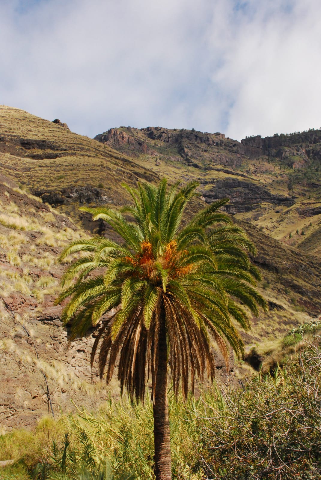 mountain landscape vegetation mountain in Gran Canaria