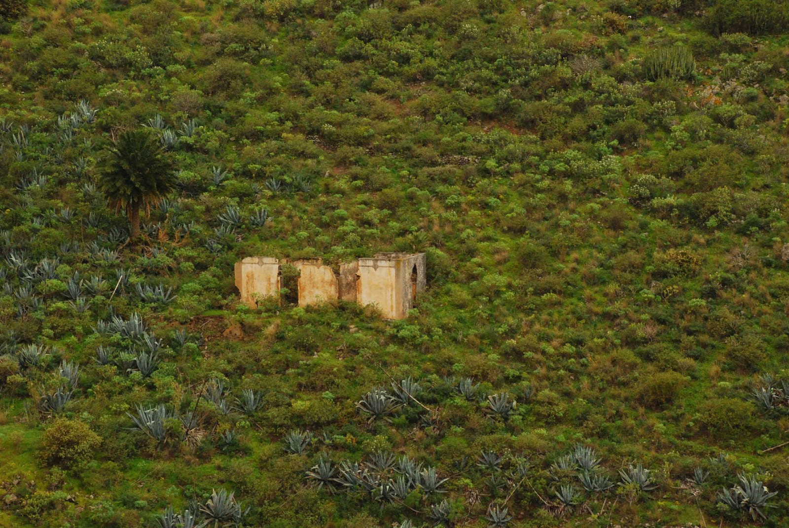 vegetation shrubland chaparral in Gran Canaria