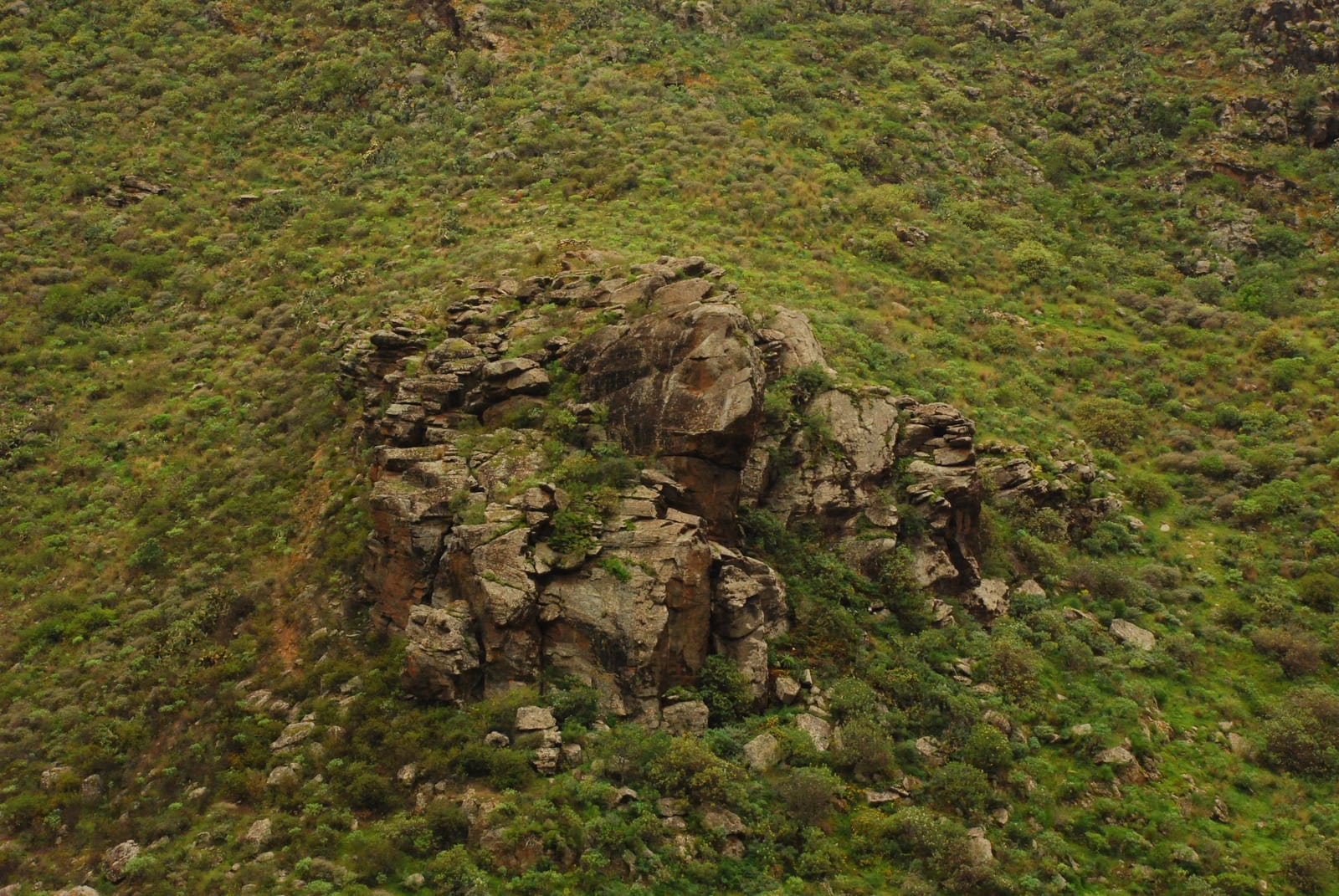 vegetation terrain rock in Gran Canaria