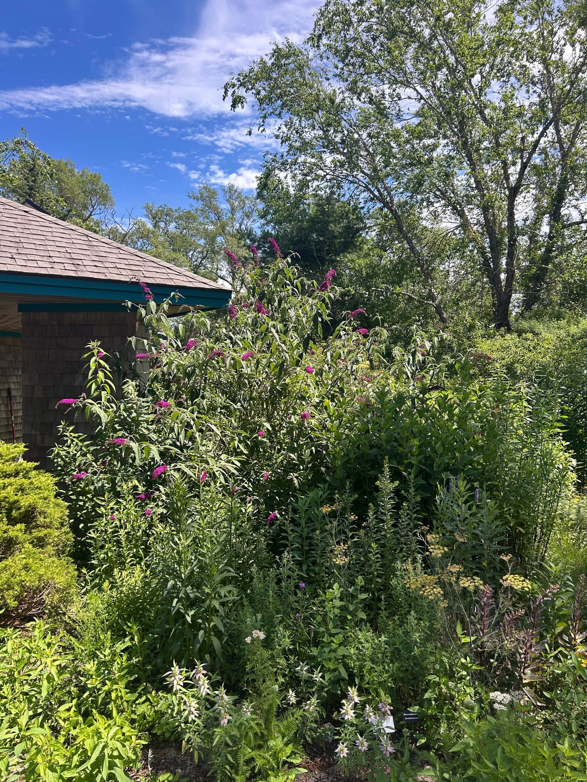 cape cod butterfly bush purple flowers garden in Massachusetts