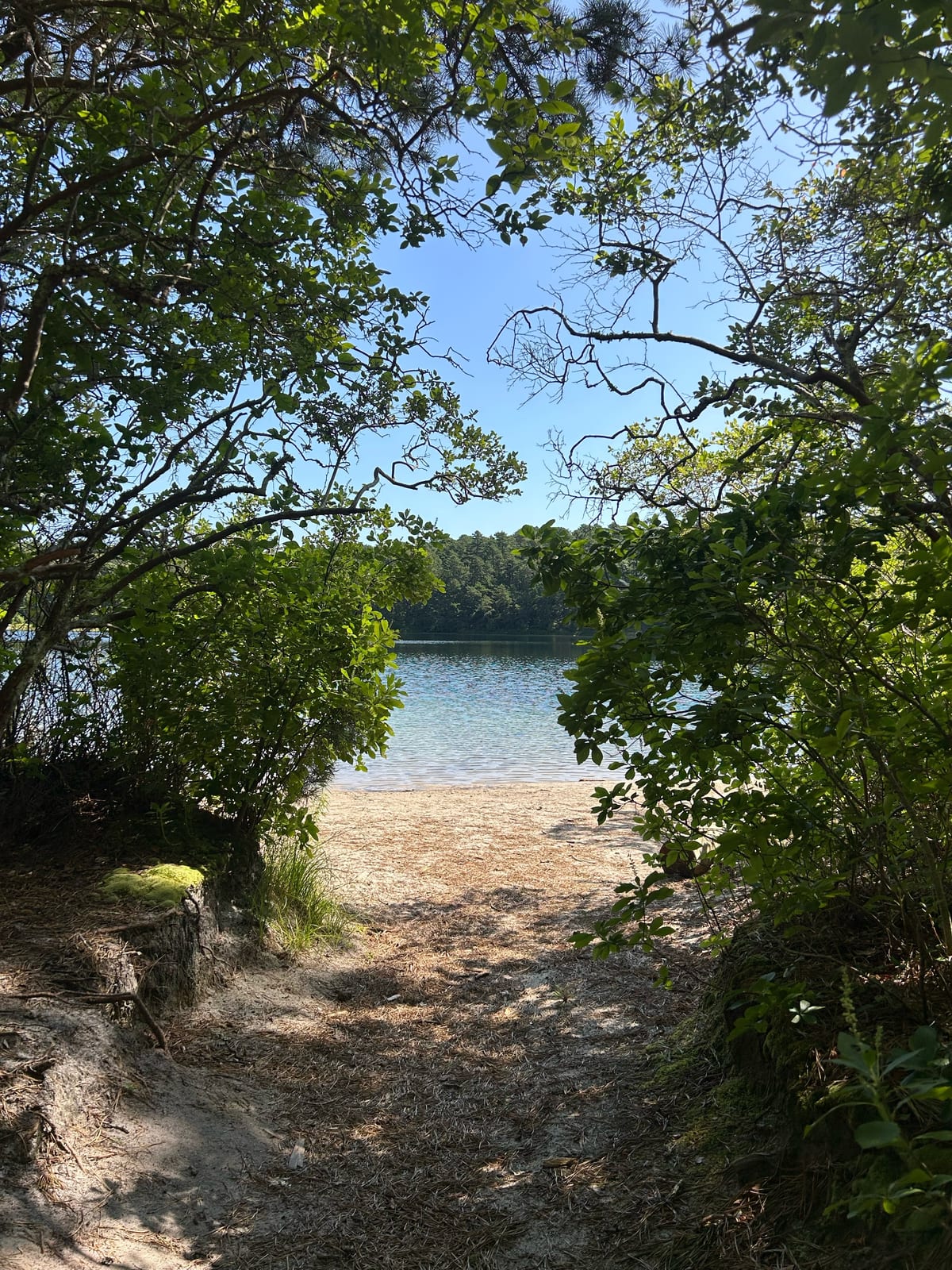 cape cod pond beach trees summer in Massachusetts