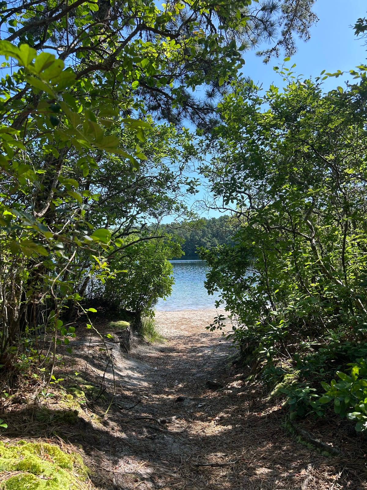 cape cod pond shoreline trees water in Massachusetts