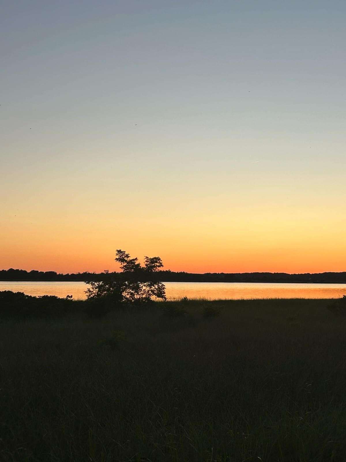 cape cod sunset silhouette tree golden hour in Massachusetts