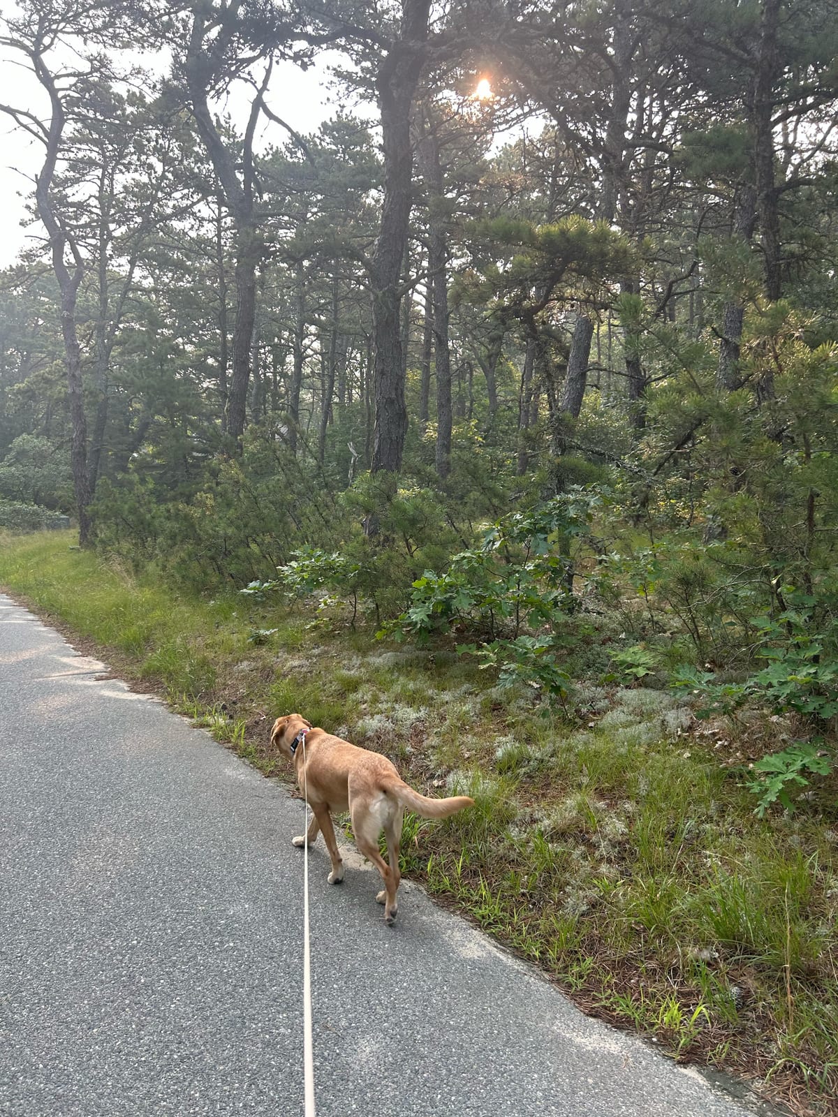 chocolate lab walking cape cod trail in the Massachusetts gallery