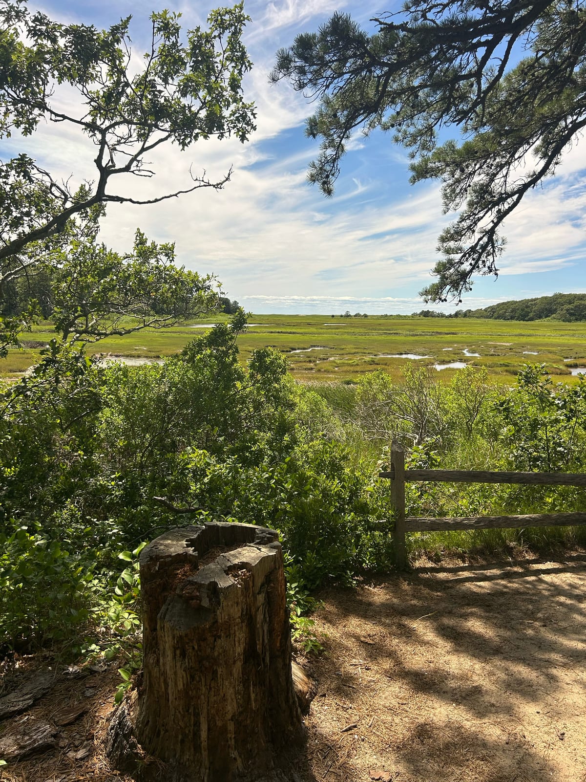 countryside meadow pine trees in the Massachusetts gallery