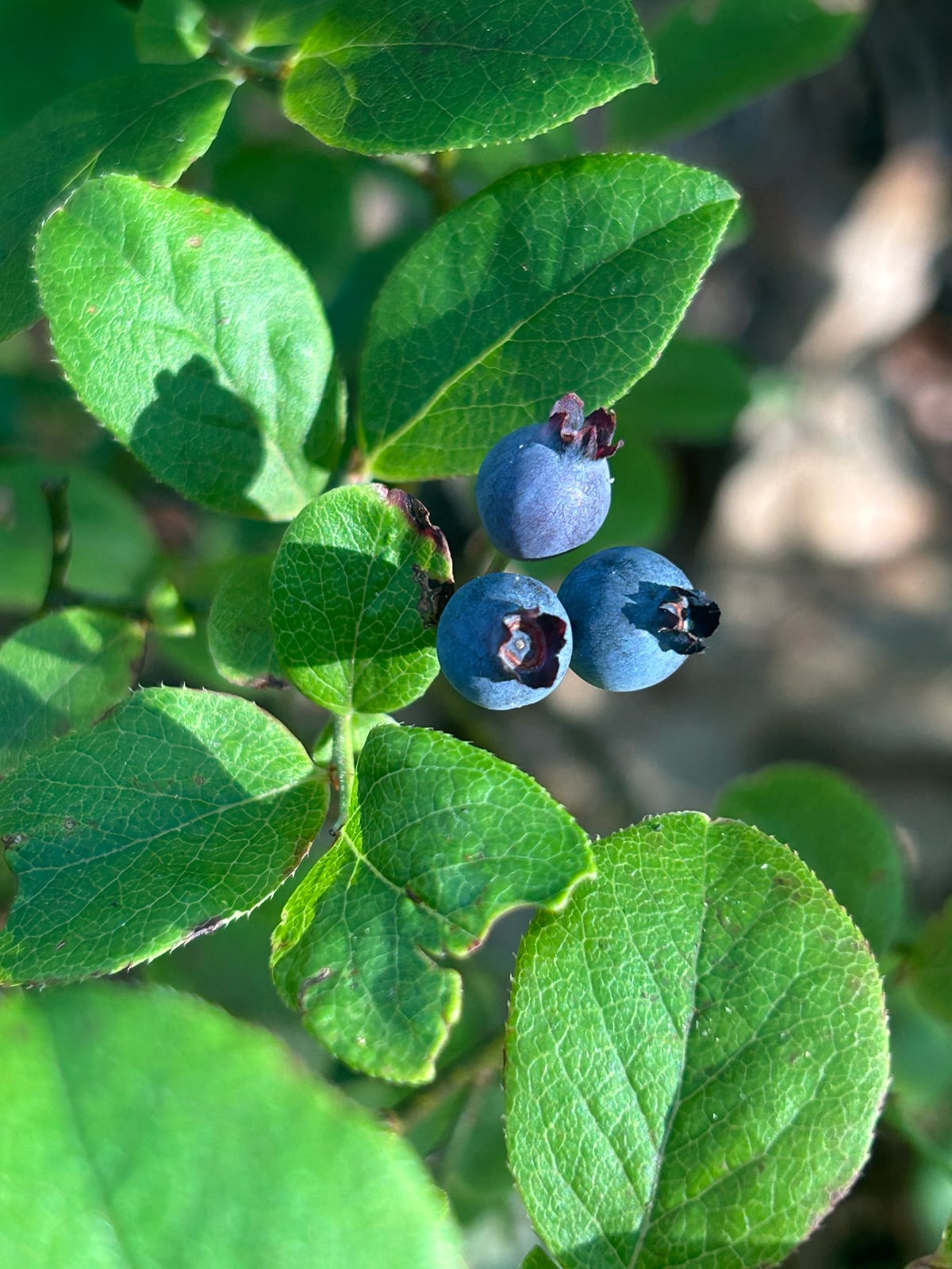 wild blueberries bush closeup in the Massachusetts gallery