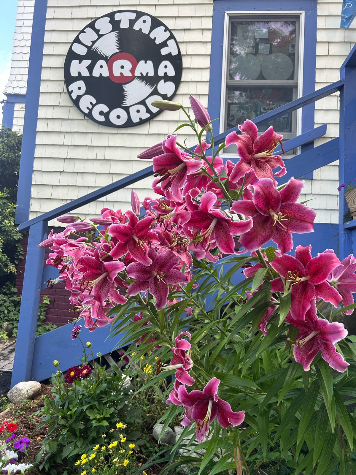provincetown instant karma records pink lilies in Massachusetts